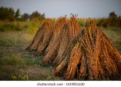 Sesame Field At Harvest Time 