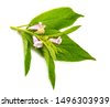 sesame leaf