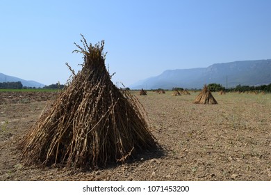 Sesame Plant On The Field During Harvest