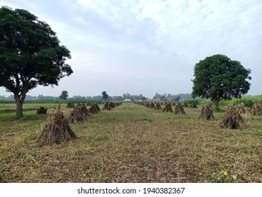 Sesame Plants Dried In Field