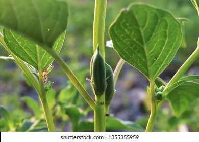 Sesame Plants With Seeds Royalty Free Stock Images