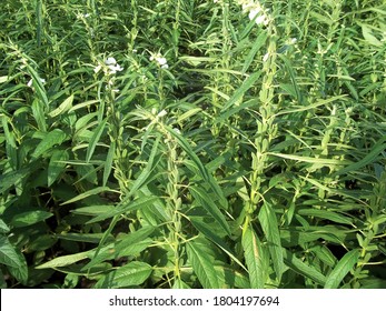 Sesame Seed Farm, Sesamum Crops Growing In Green Farmland, Till, Flowers, Grow Of Sesame Plant.