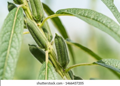 sesame seed plant