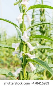 ごま 花 の写真素材 画像 写真 Shutterstock