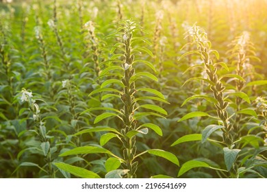 Sesame Seed Plants Growing In The Area Of Farmland