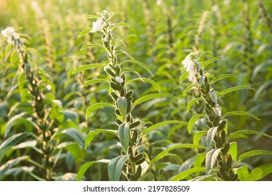 Sesame Seed Plants Growing In The Area Of Farmland