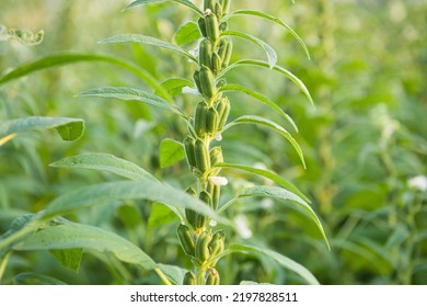 Sesame Seed Plants Growing In The Area Of Farmland