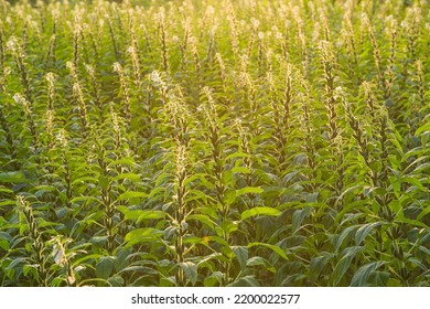 Sesame Seed Plants Growing In The Area Of Farmland