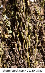  Sesame Seed Pods Dry Under The Sun