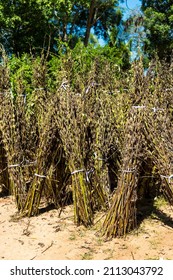  Sesame Seed Pods Dry Under The Sun