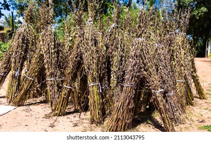  Sesame Seed Pods Dry Under The Sun