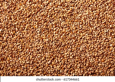 Sesame Seeds Texture Macro Detail Background