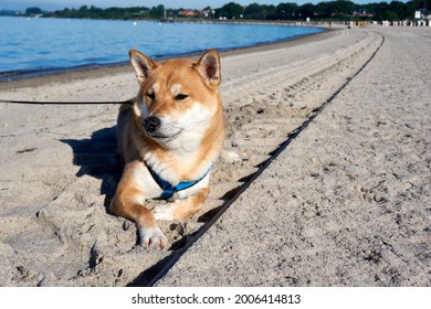 105 Doge beach Images, Stock Photos & Vectors | Shutterstock