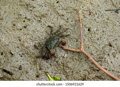 111 Sesarmidae Stock Photos, Images & Photography | Shutterstock