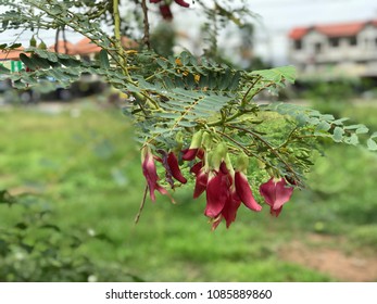 Сесбания крупноцветковая меконг фото