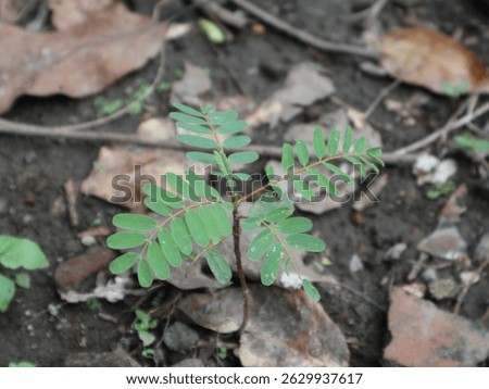 Sesbania grandiflora (vegetable hummingbird or West Indian pea) seedlings, a shoot grows from the seed of a Sesbania grandiflora tree which grows wild at a rural area in Java, Indonesia
