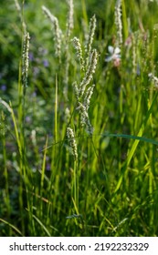 Sesleria Autumnalis, Commonly Known As Autumn Moor Grass. Decorative Cereals And Herbs In The Garden And Landscape Design.