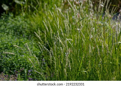 Sesleria Autumnalis, Commonly Known As Autumn Moor Grass. Decorative Cereals And Herbs In The Garden And Landscape Design.