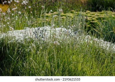 Sesleria Autumnalis, Commonly Known As Autumn Moor Grass. Cereals And Herbs In Landscape Design