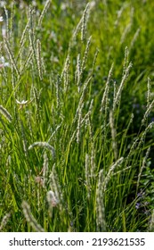 Sesleria Autumnalis, Commonly Known As Autumn Moor Grass. Cereals And Herbs In Landscape Design