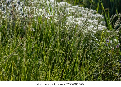 Sesleria Autumnalis, Commonly Known As Autumn Moor Grass, Is A Species Of Grass Within The Family Poaceae