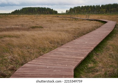 Sestroretsk swamp eco-trail without people, passing directly over the swamp, going into the forest. - Powered by Shutterstock