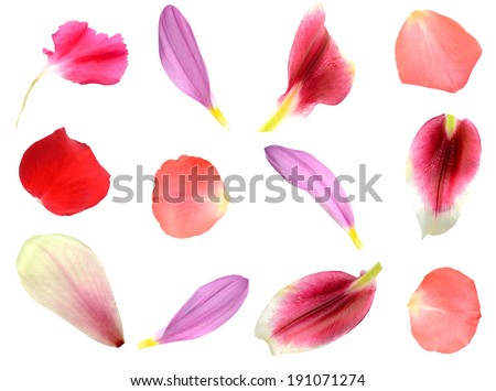 set of 12 assorted flower petals: rose, chrysanthemum and lily, carnation, magnolia