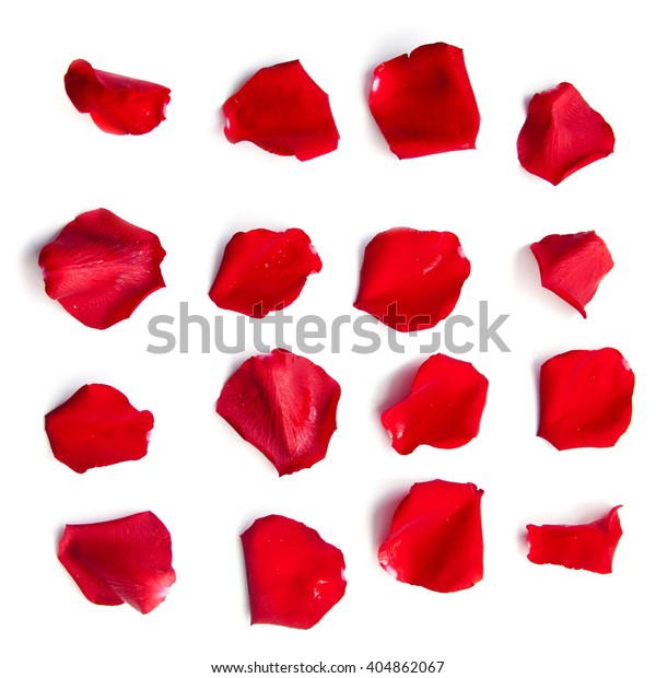白い背景に16の赤いバラ花びらのセット の写真素材 今すぐ編集