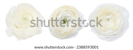 Set of 3 white Ranunculus Isolated on a White Background. Fresh flowers. Top view.
