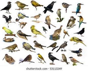 Set of 35 (different) photographs of birds isolated on white