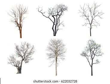 Set 6 Dry Tree Isolated On White