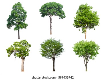 set 6 tree isolated on white