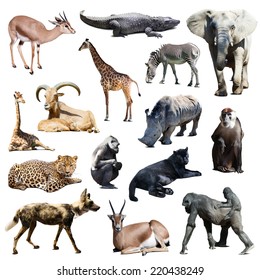 carnivore animals drawing