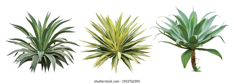 Set of Agave Plants Isolated on White Background with Clipping Path