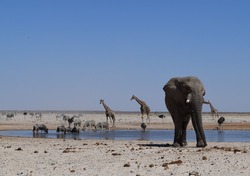 Set Of Animals Drinking In A Watherhole In Etosha Namibia. Elephant, Giraffes, Zebras, Wildebeest And Deer Coexisting In Harmony.