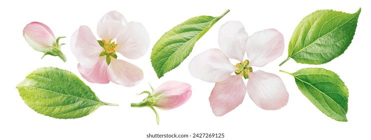 Set of apple blossom, bud and leaf isolated on white background. - Powered by Shutterstock