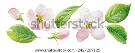 Set of apple blossom, bud and leaf isolated on white background.