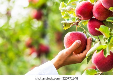 Set Of Apples On Lake Constance Germany