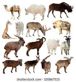 Cloven Hoofed Animal Images Stock Photos Vectors Shutterstock