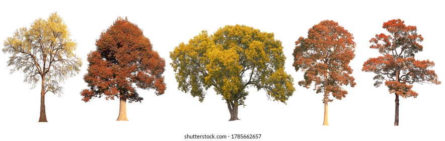 Set Of Autumn Tree During Fall Season Which Foliage Has Turn From Yellow To Red Isolated On White Background For Autumn Design