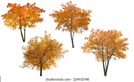 Set Of Autumn Trees Isolated On White Background