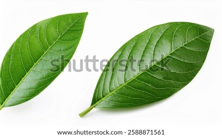 Set of avocado tree leaf isolated on white background. Full Depth of field.