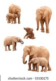 Set of Baby and Adult Elephants Isolated on a White Background.