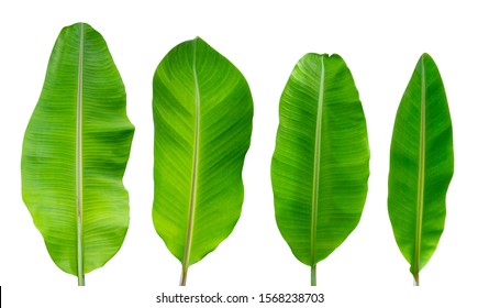 Set Banana Leaves isolated on white background, Banana leaf green fresh, big and small leaf. 