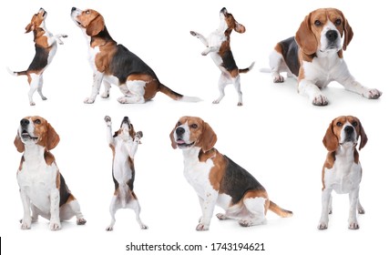 Set of beagle dogs on white background