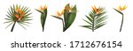 Set with beautiful Bird of Paradise tropical flowers and green leaves on white background. Banner design