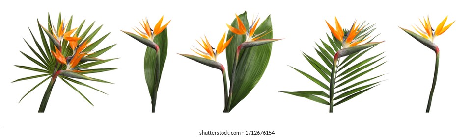 Set with beautiful Bird of Paradise tropical flowers and green leaves on white background. Banner design - Shutterstock ID 1712676154