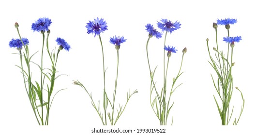 Set with beautiful blue cornflowers on white background. Banner design - Shutterstock ID 1993019522