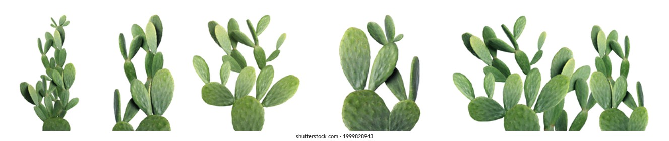 Set with beautiful cactuses on white background. Banner design - Powered by Shutterstock