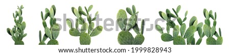 Set with beautiful cactuses on white background. Banner design